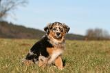 BERGER AUSTRALIEN PUPPIES 761